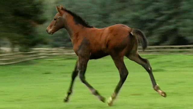 UK horses