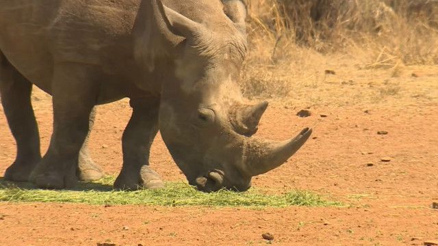rhinos_poaching_