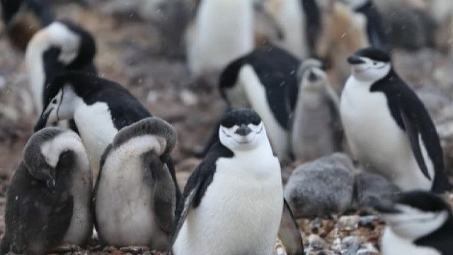 penguins