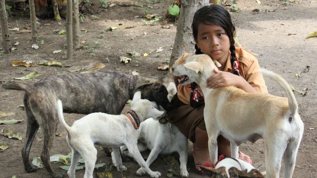 Kisah Bocah 12 Tahun Yang Selamatkan Anjing Liar Di Bali Bbc
