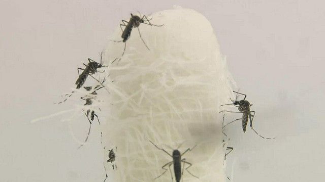 gm mosquito