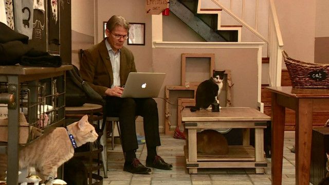 cat_music