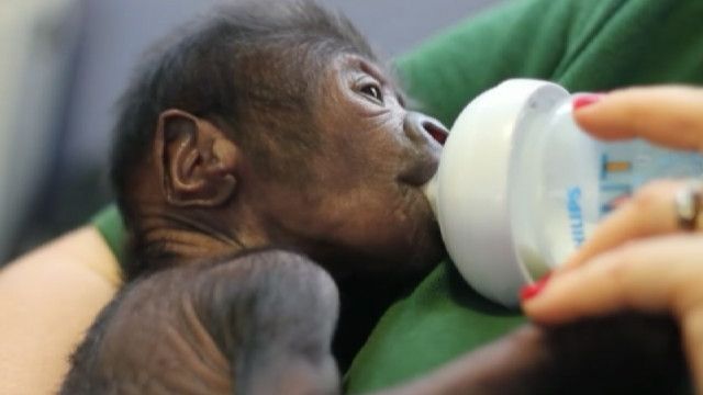 baby gorilla