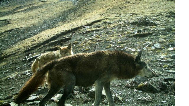 हिमाली ब्वाँसो
