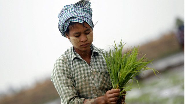 farmer myanmar