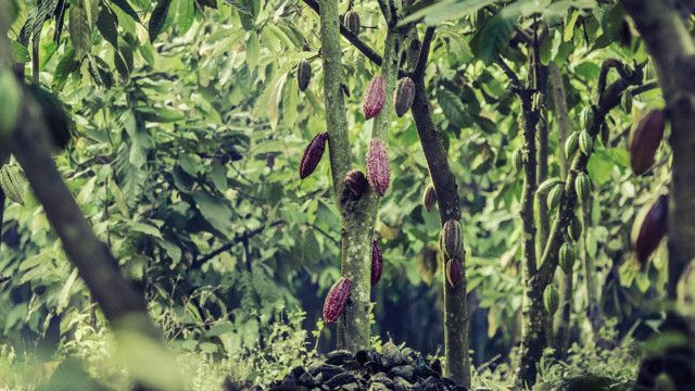 Ukulima wa kakao Tanzania
