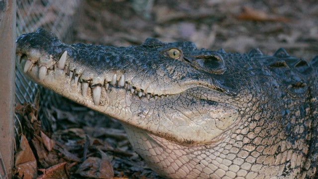 crocodile