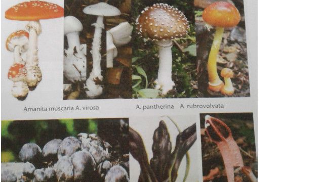 नेपालका च्याउ