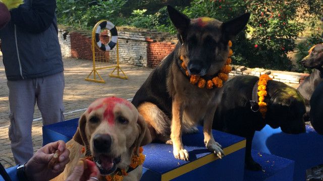 dog festival