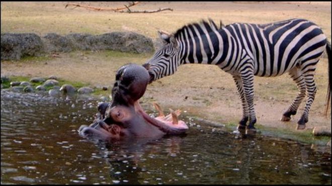 Download 66+ Gambar Gigi Kuda Nil Paling Baru Gratis HD