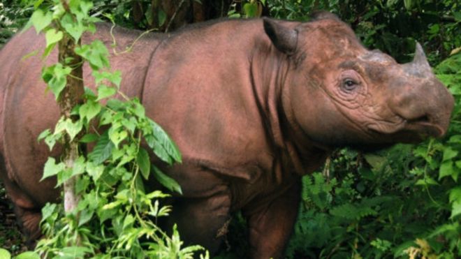 500+ Gambar Binatang Badak Sumatera Terbaik