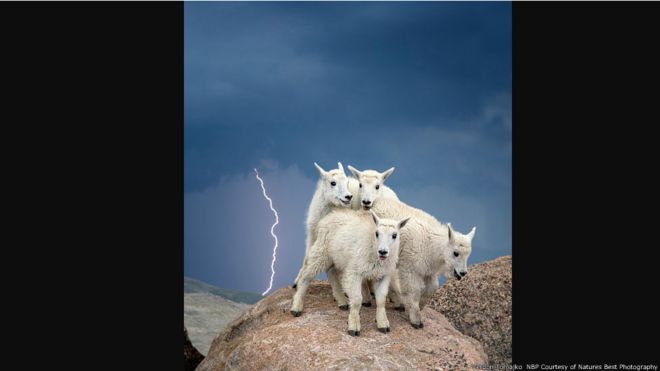 Un grupo de cabras en Mount Evans, Colorado, durante una tormenta. Imagen de Verdon Tomajko, cortesía de Nature's Best Photography 