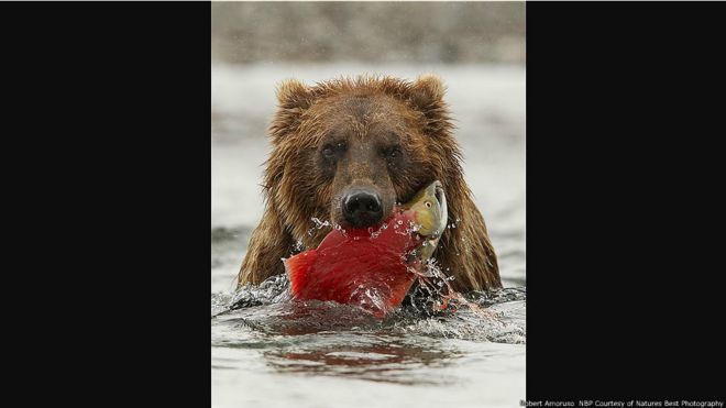 Un oso en Katmai National Park and Preserve, Alaska. Imagen de Robert Amoruso, cortesía de Nature's Best Photography 