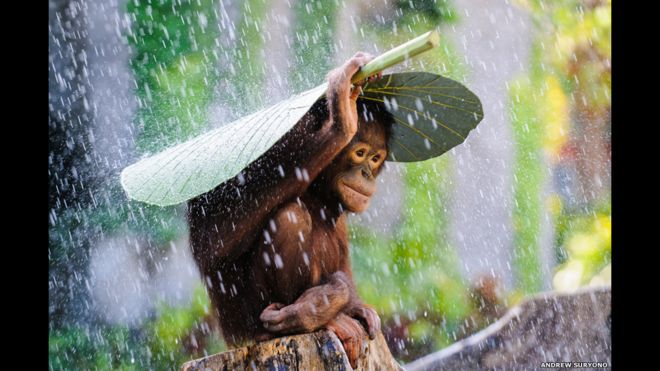 Resultado de imagen para imagenes de gente cubriendose de la lluvia