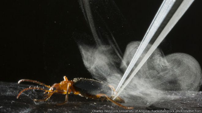 Otros insectos segregan esta sustancia pero el escarabajo bombardero tiene una particularidad: es capaz de expulsarla a distancia.