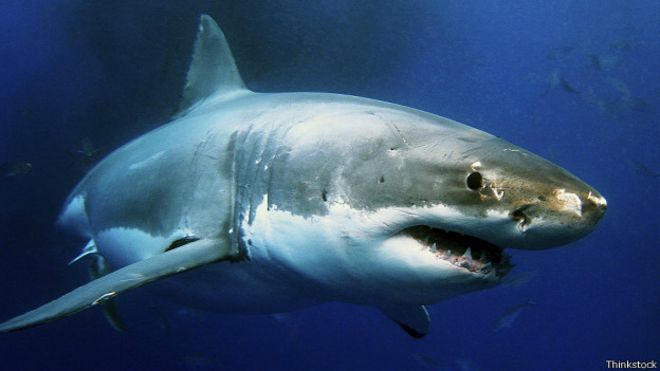 Resultado de imagen para foto de un tiburon