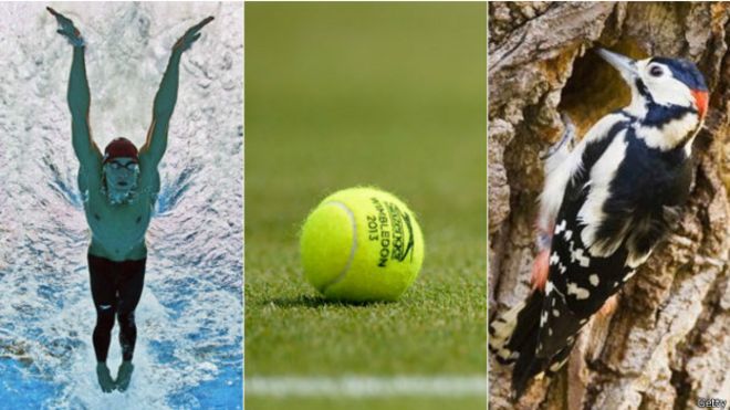 Natación, tenis... un pájaro carpintero