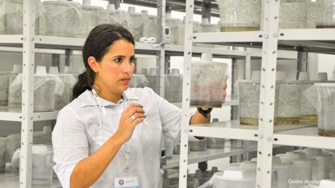 Laboratorio de mosquitos transgénicos para combatir el dengue en Brasil