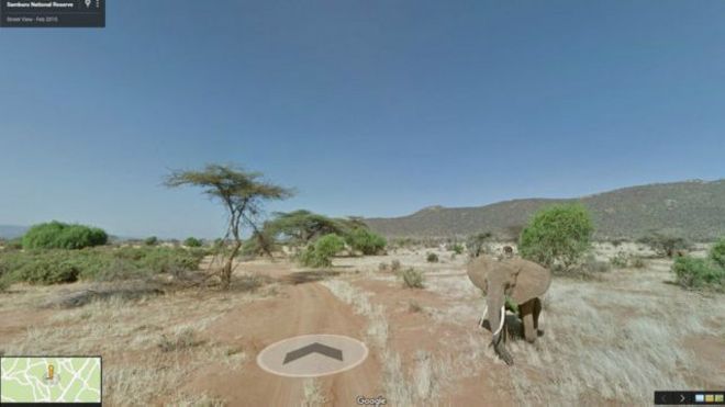 Peta Google Untuk Safari Di Taman Nasional Samburu Bbc