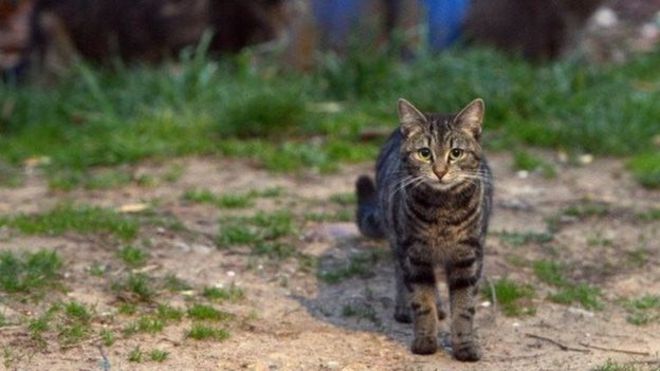 Gato