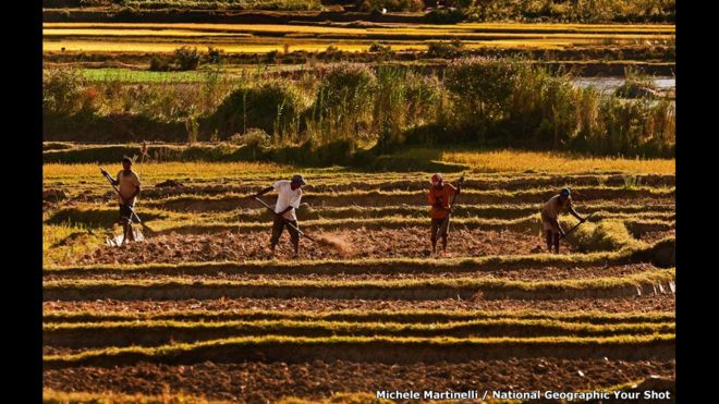 Working the land por Michele Martinelli / Your shot