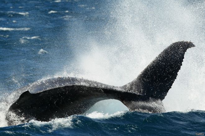 Ballena