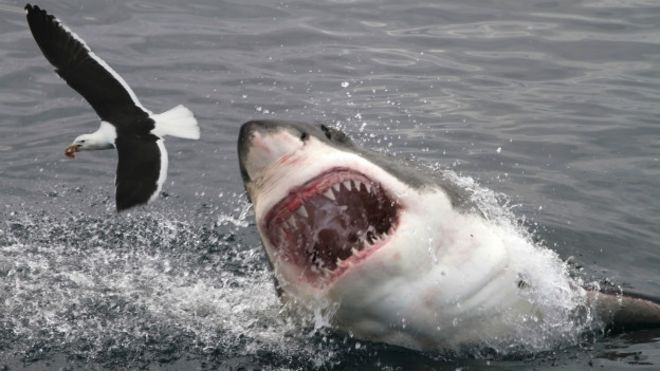 Tiburón