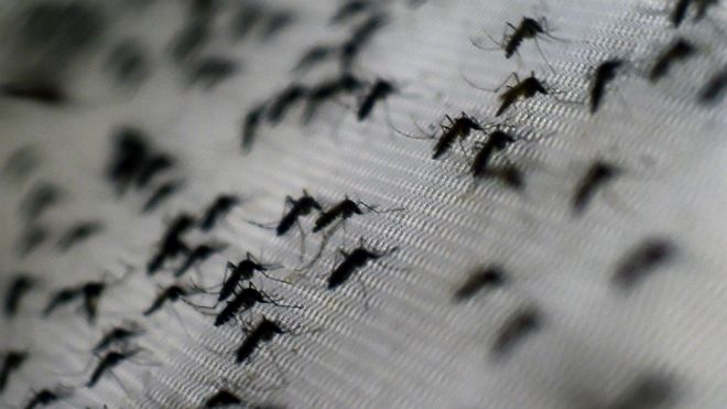 Mosquitos