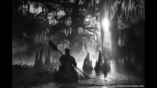 Un kayak entre cipreses en la Cuenca de Atchafalaya, Louisiana, EE.UU.  