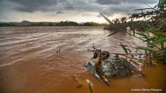 Un ave muerta en el río Doce teñido de marrón en Brasil, tras el derrame de residuos mineros que causó un desastre ambiental.