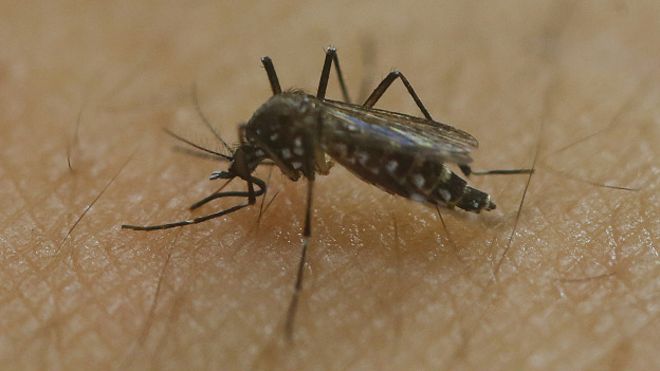 Mosquito