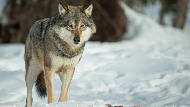 160526091513_wolves_lone_wolf_snow_624x351_thinkstock_nocredit.jpg