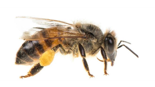 56 Gambar Binatang Pemakan Lebah Terbaru
