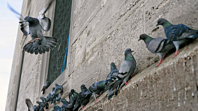 Teks Hasil Observasi Tentang Burung Merpati Berbagai