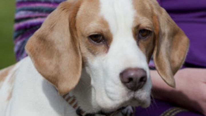 Caniche 13 anos perdida de peso