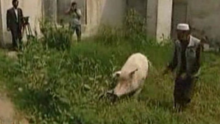 La Solitaria Vida Del Cerdo Mas Famoso De Kabul Bbc News Mundo
