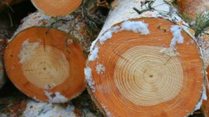 Dampak Chernobyl Pada Pohon Pinus Bbc News Indonesia Dampak Chernobyl Pada Pohon Pinus Bbc News Indonesia