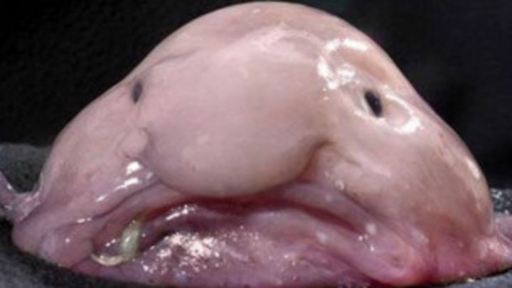 海底怪魚 水滴魚 獲選最醜動物 Bbc News 中文