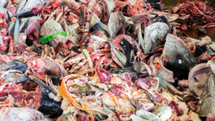 que es el sindrome de olor a pescado que es el sindrome de olor a pescado