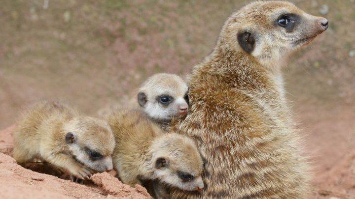 Tv Untuk Menonton Kebun Binatang 24 Jam Bbc News Indonesia