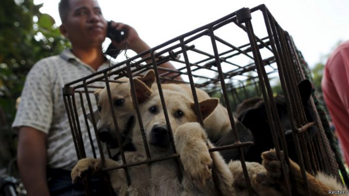 Koreliler hangi cins köpekleri yiyorlar Koreliler hangi cins köpekleri yiyorlar