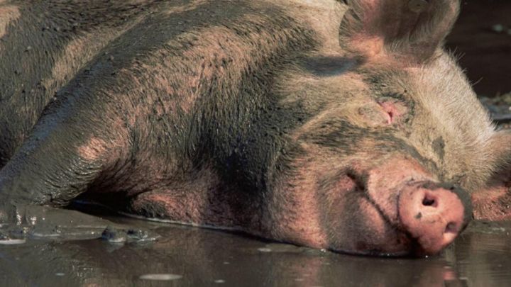 Berbagai Mitos Tentang Babi Ternyata Keliru Bbc News Indonesia