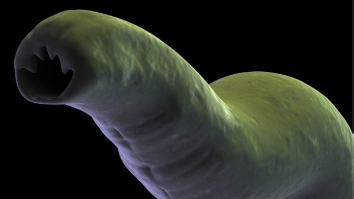 gusano oscuro parásito humano