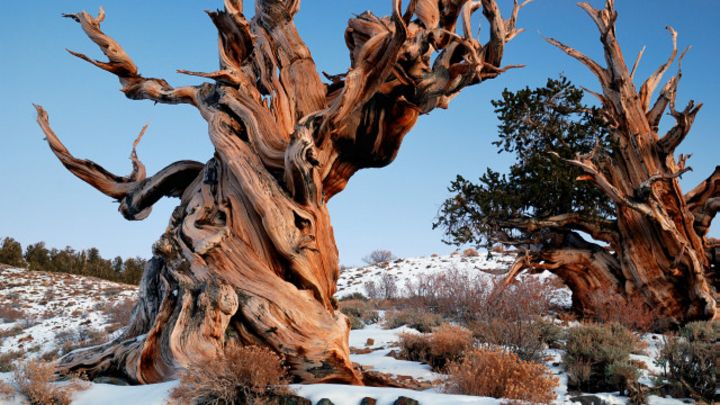Por qué nunca vas a poder conocer el árbol más viejo del mundo ...