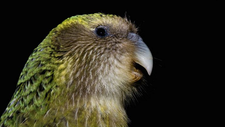 Сложности восстановления в Новой Зеландии популяции попугаев какапо (уникального вида, оказавшегося на грани вымирания) связаны отчасти с ограниченностью их генофонда