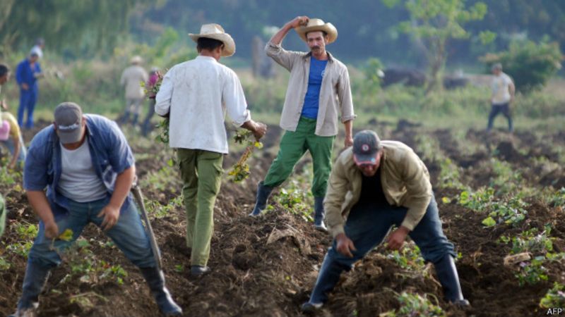 Campesinos cubanos