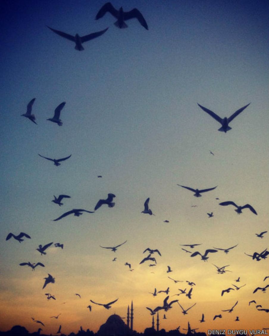 Sizin fotoğraflarınız: Kuşlar