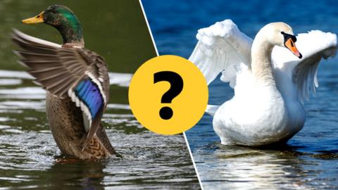 A duck and a swan