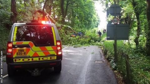 Tree down