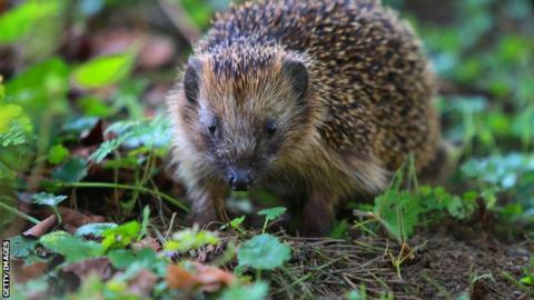 Hedgehog